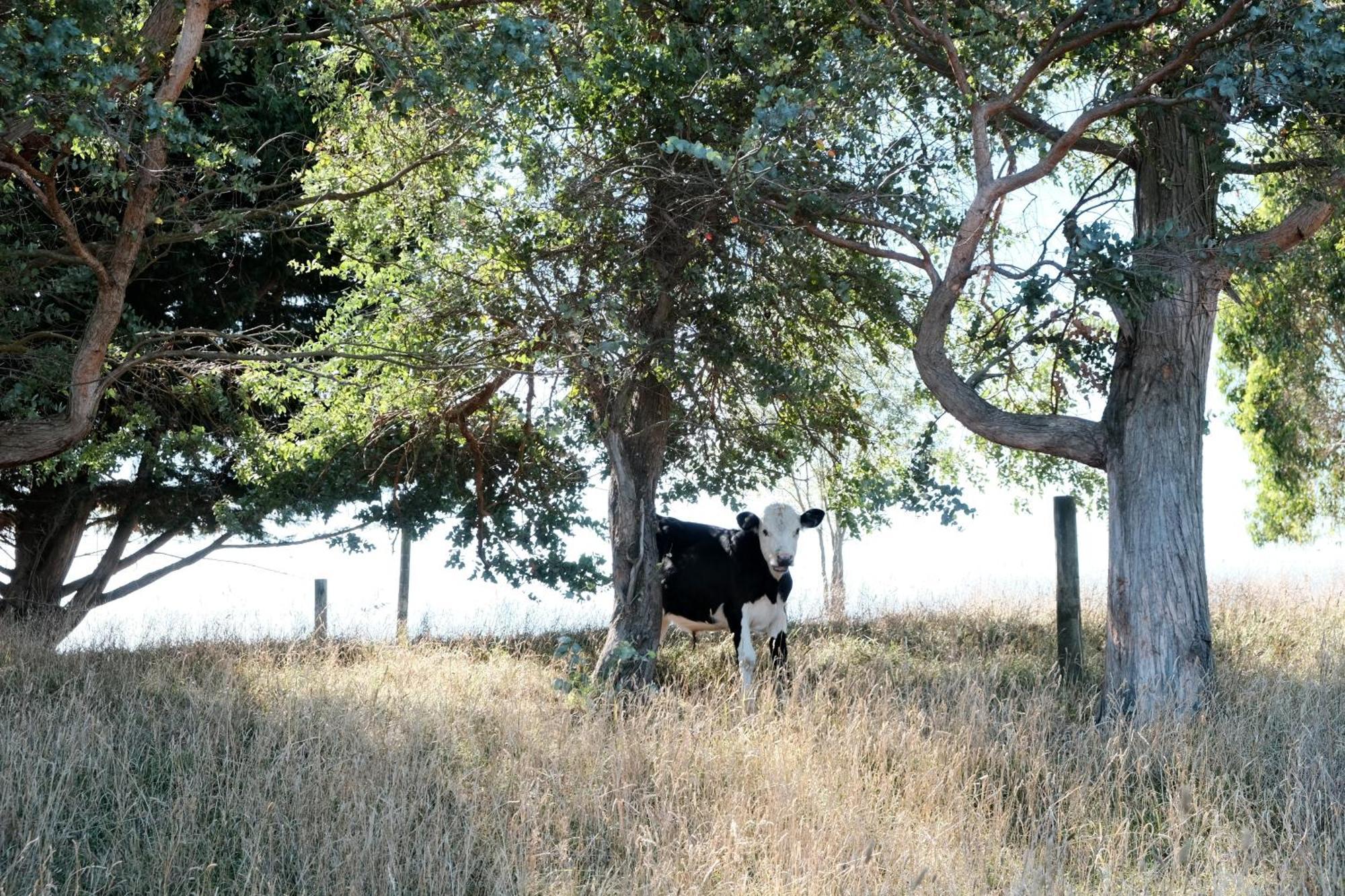 A Cabin With A Big View, Comfort And Tranquility, Close To Vines Martinborough Exterior foto
